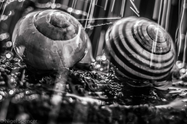 Raining snails B&W