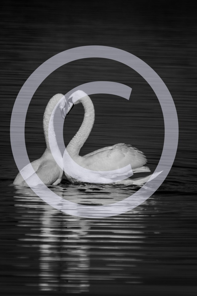 Love Swans 2