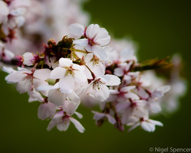 NSpencer_20130422_IMG_5065