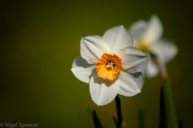 A daffodill
