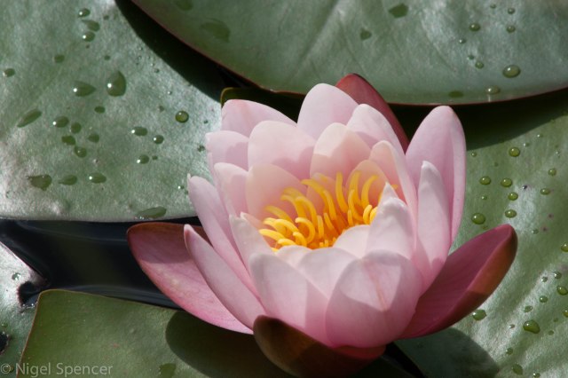 Water Lily