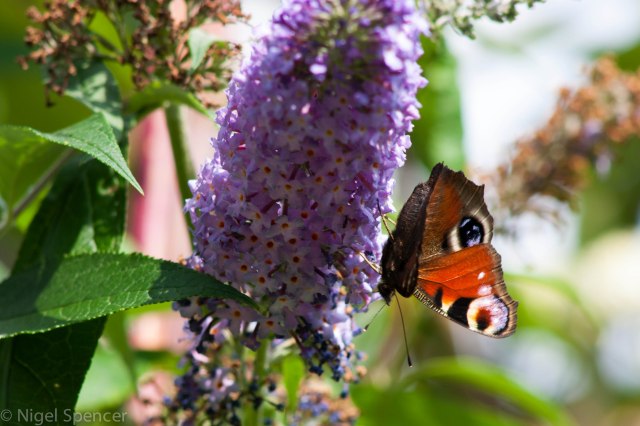 Peacock Butterfly