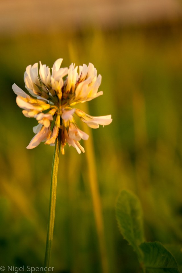 NSpencer_20100815_IMG_9392