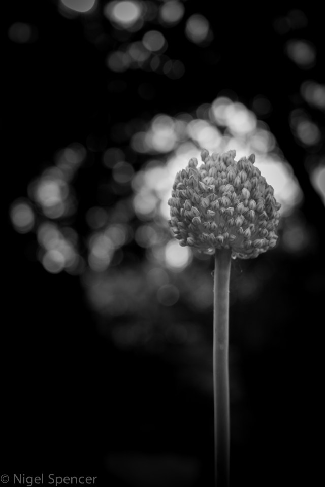 NSpencer_20130713_IMG_5379