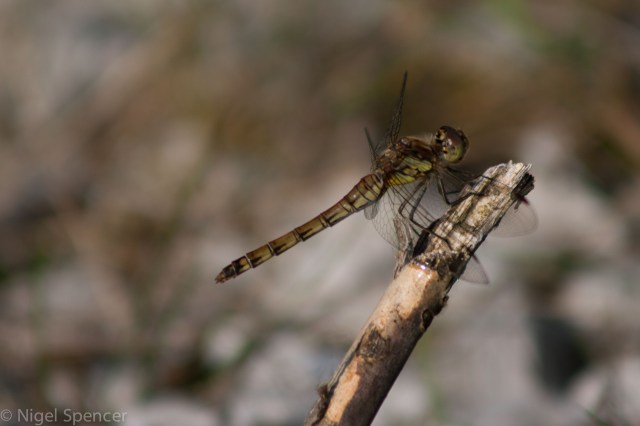 Dragonfly