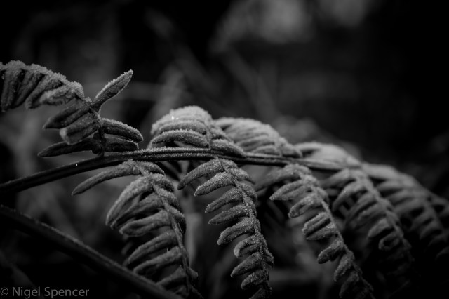 NSpencer_20121130_IMG_4858