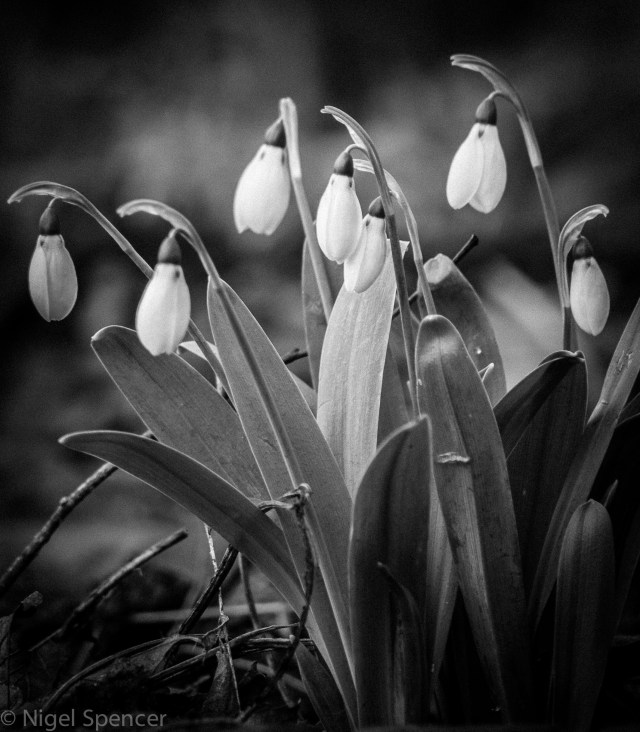 NSpencer_20150124_IMG_6097