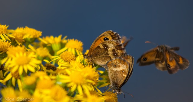 NSpencer_20100721_IMG_7969