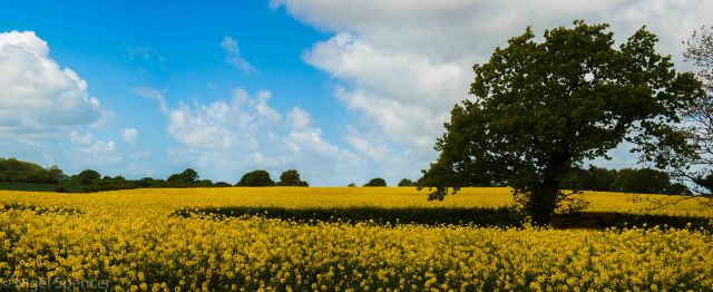 NSpencer_20150516_IMG_6496-Pano