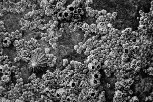 NSpencer_20150410_IMG_6311