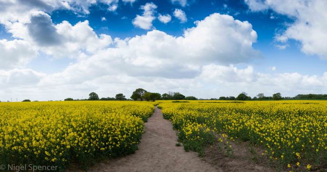 NSpencer_20150516_IMG_6484-Pano