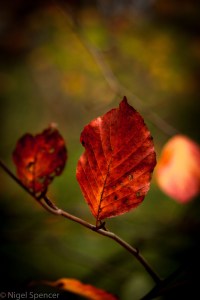 NSpencer_20141108_IMG_6006