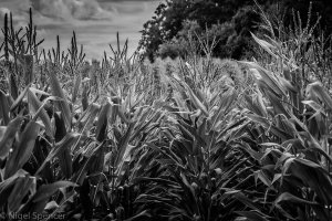 NSpencer_20100819_IMG_9403